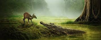 So he came out with a brilliant idea. Kancil Dan Buaya Mouse Deer And Crocodile Steemit