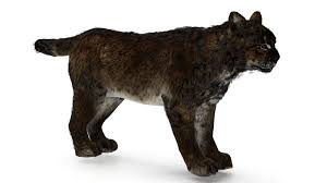 Lynx Bobcat By Subzero 3d Model Of Lynx Textures 4096x4096 Normal Map Uncluded You Can Buy This 3d Model For 25 On Https Www C Animals Mammals Feline
