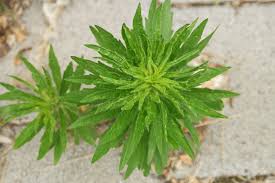 Image result for Conyza