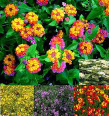 Lantana Verbenaceae Camara Zone 9 12 Will Come Back After A Frost 2 4 Height X 3 6 Width Full Sun Continuous Growing Lantana Lantana Lantana Camara
