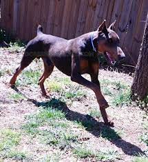 Adopt dixie a doberman pinscher, mixed breed. European Doberman Pinschers For Sale Doberman Palace
