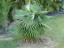 Image result for Coccothrinax