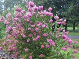 Image result for Callistemon