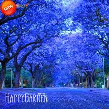 I still wonder what species it is. Big Sale Tree Bonsai Flower 20pcs Pack Blue Purple Jacaranda Mimosifolia Tree Shrub Plant 4kb427 Buy At The Price Of 0 29 In Aliexpress Com Imall Com