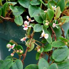Image result for Begonia elaeagnifolia