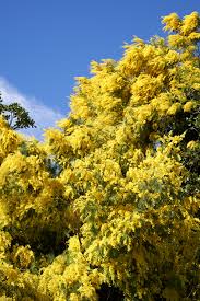 Image result for Mimosa