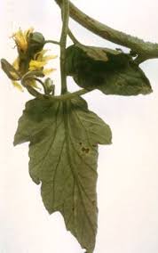 Image result for tomato seedling pseudomonas syringae pv tomato symptoms