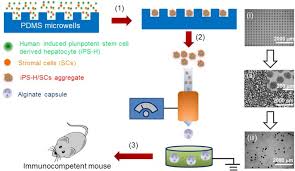 Maybe you would like to learn more about one of these? Engraftment Of Human Induced Pluripotent Stem Cell Derived Hepatocytes In Immunocompetent Mice Via 3d Co Aggregation And Encapsulation Scientific Reports