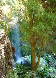 Image result for Afrocarpus usambarensis