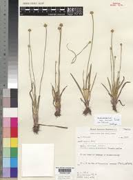 Image result for Xyris anceps