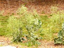 Healthy, nutritious and low in calories, this. Help Needed Growing Brussels Sprouts