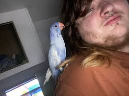 Showing off my flock babies, 6 boys 😊🙃 Snowy 🤍 Ringo 💛💚 Teddy  🤍Hendrix 💛💚 ( 5.5 months old) And my big boy , Rambo 💚💛 ( 15 months  old) & Elvis