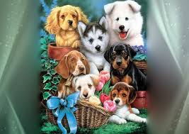 The great collection of cute puppy pictures wallpaper for desktop, laptop and mobiles. Cute Friends Cozy Lovely Frame Pot Bonito Adorable Sweet Cute Puppies Hd Wallpaper Peakpx