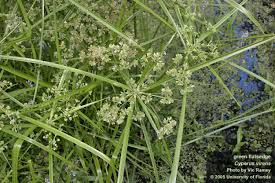 Image result for Cyperus pseudoleptocladus
