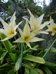 Image result for Hippeastrum