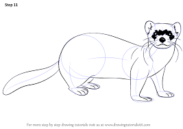 Black And White Ferret Learn How To Draw A Black Footed Ferret Wild Animals Step By Step Drawing Tutorials Drawings Black Footed Ferret Ferret