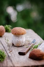 Bei besonders mildem wetter wachsen die ersten pfifferlinge teilweise sogar steinpilze gehören zur gattung der dickröhrlinge und haben zwischen juni und oktober saison. Steinpilz Saison á… Von Wann Bis Wann Ist Diese