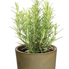 Image result for Rosmarinus officinalis