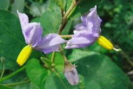 Image result for Solanum campylacanthum 'panduriforme type'