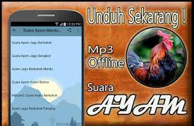 Download lagu mp3 & video: Suara Ayam Mp3 Offline Slunecnice Cz