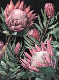 King Proteas On Dark Background Etsy In 2021 Protea Art Protea Flower Botanical Painting