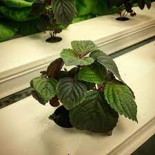 Brittan Shiso In Our Hydroponics Nft Channels Hydroponics Plant Leaves Farmer