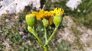 Image result for Senecio ruwenzoriensis