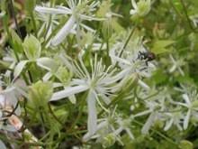 This homeopathic product has not been evaluated by the food and drug clematis erecta 30c. Clematis Recta Wikipedia