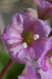 Image result for Commicarpus helenae