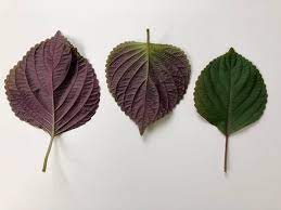 Purple Shiso Funkyfoods