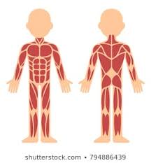 Blank Diagram Of Human Muscles Blank Skeletal Muscle Diagram