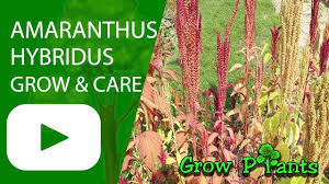 Image result for Amaranthus hybridus