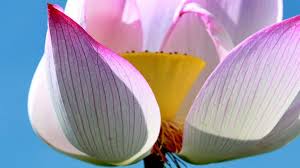 Order online before 3pm for same day flower delivery. Vietnam S National Flower Exploring The Symbolism Of The Lotus