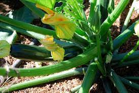 However, some gmo vegetables are used to make ingredients for other foods, such as gmo corn being put to use as corn syrup for sweetener and as cornstarch in sauces and soups. Zucchini Varieties And Types Of Zucchini