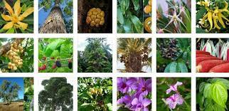Sebenarnya di negara asalnya yaitu inggris,. Flora Negara Inggris Cara Golden