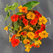 Image result for Nasturtium