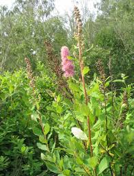 Image result for Spiraea douglasii
