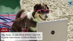 Maybe you would like to learn more about one of these? Affordable Animal Hospital In Cape Canaveral Fl I Ocean Animal Hospital