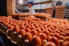 Check spelling or type a new query. Harus Tau Ini Perbedaan Telur Ayam Infertil Dengan Ayam Ras Riauone Com Berita Nusantara Terkini