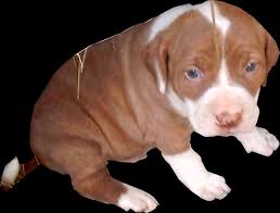 1900x2567 pitbulls with blue eyes pitbull puppies for sale red wallpaper hd desktop pitbull gray baby pitbulls. Pit Bull Pictures By Color And Pattern