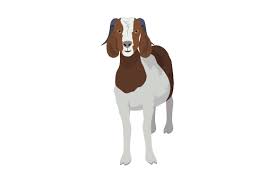 Download Boer Goat Svg Cut File By Creative Fabrica Crafts Creative Fabrica SVG Cut Files