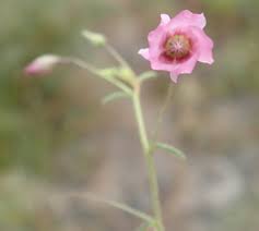 Image result for Hermannia kirkii