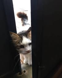 minik denetcimiz is basinda serguzestotel serguzest buyukada buyukada tatilkafasi adakafasi cokgezenlerkulubu smallhotelsofturkey seyahat oteller butik