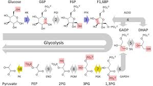Waste products include carbon dioxide and water. The 10 Steps Of Glycolysis