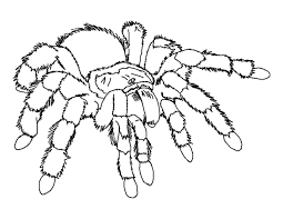 Spider Color Page Animal Coloring Pages Color Plate Coloring Sheet Printable Coloring Picture Spider Coloring Page Insect Coloring Pages Bug Coloring Pages