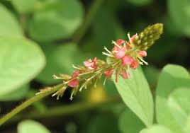 Image result for Indigofera hirsuta