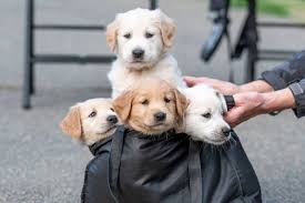 Find golden retriever puppies and dogs for adoption today! Golden Retriever Puppies For Adoption Near Me The W Guide
