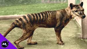 8,495 likes · 177 talking about this. Tasmanian Tiger Back From The Dead 5 Weird Animal Facts Youtube