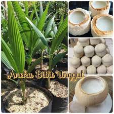 Hal ini dikarenakan bentuknya yang indah, warnanya menarik dan mempunyai aroma yang wangi. Jual Bibit Kelapa Pandan Wangi Thailand Aneka Bibit Unggul Nirwana Terbaru Juli 2021 Blibli