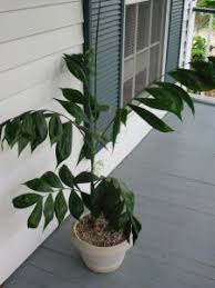 Image result for Chamaedorea oblongata